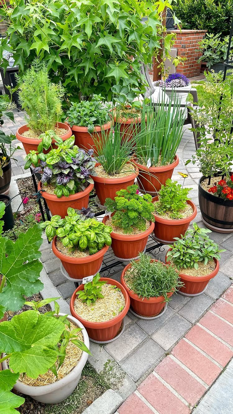 Various green herbs growing in terracotta pots arranged on a stone patio outdoors.