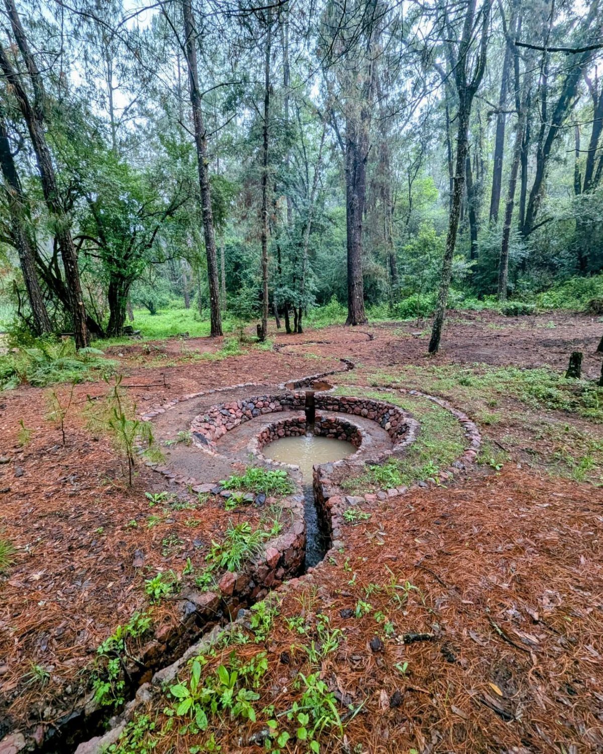 A small stone-lined pond surrounded by pine needles and trees in a forest setting.