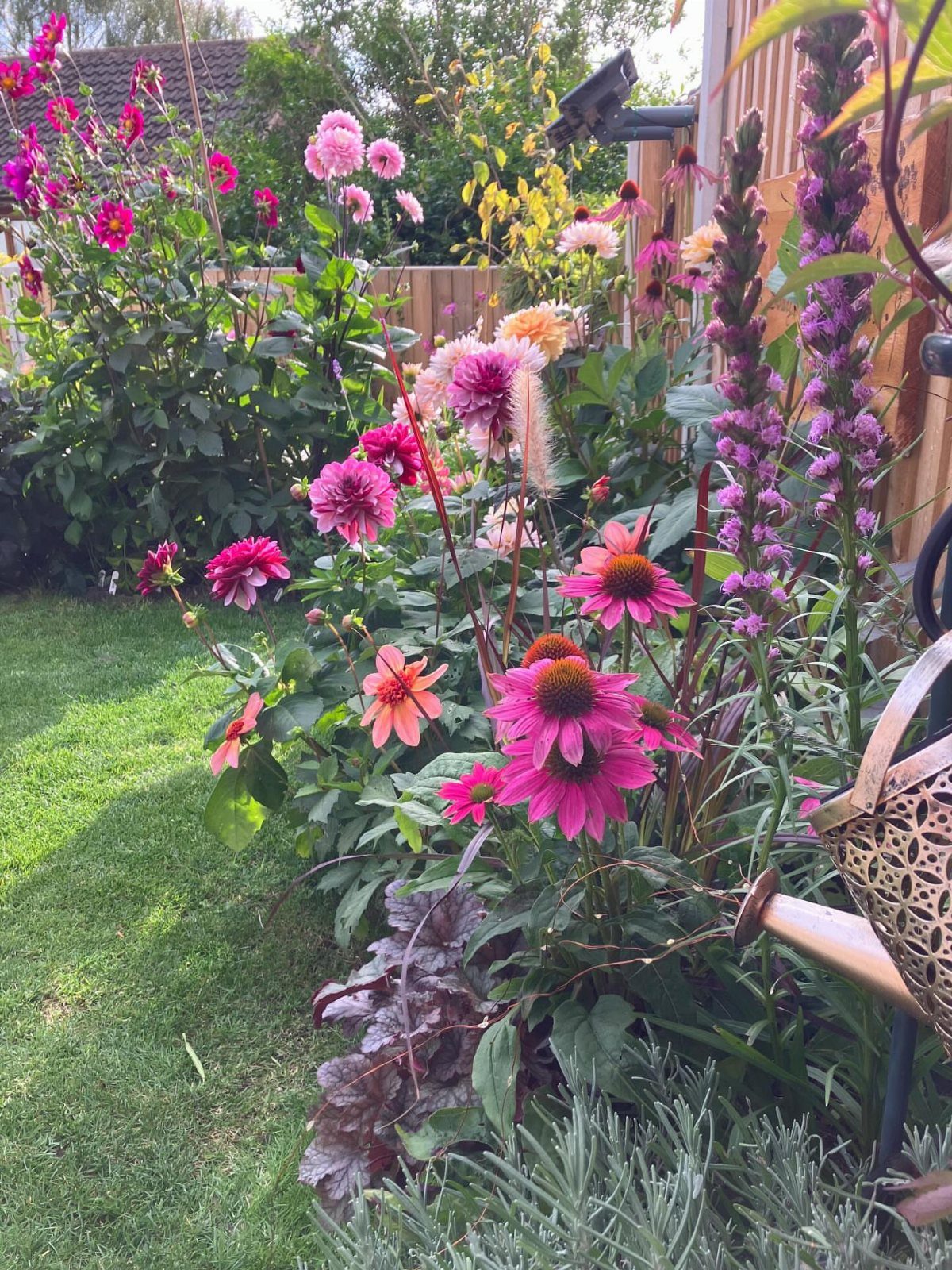 Colorful pink dahlias, orange coneflowers, and purple flower spikes growing in a lush garden bed.