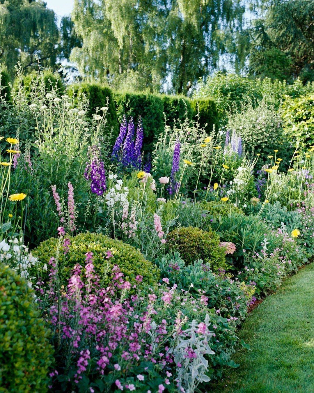 Tall purple foxgloves and pink flowers layered with low green shrubs in a lush garden.