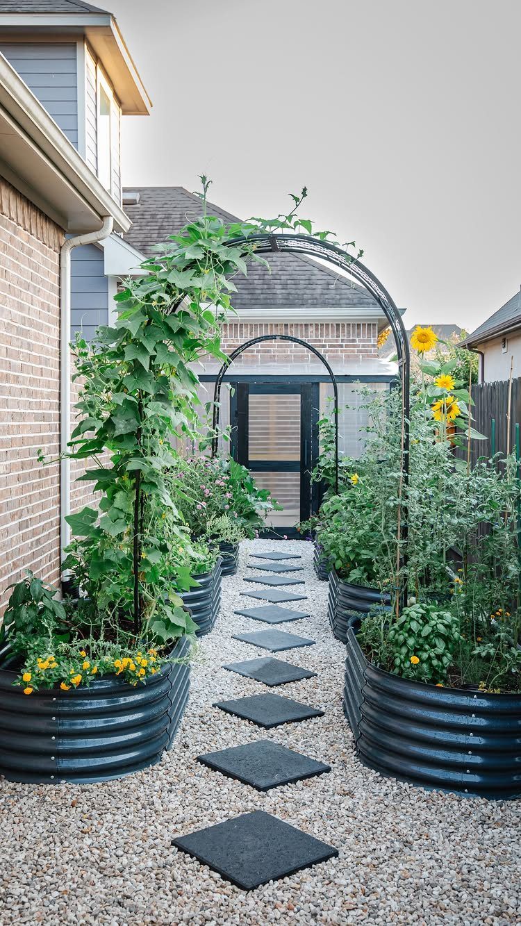Black metal raised garden beds with climbing plants and sunflowers along a gravel path with stepping stones.