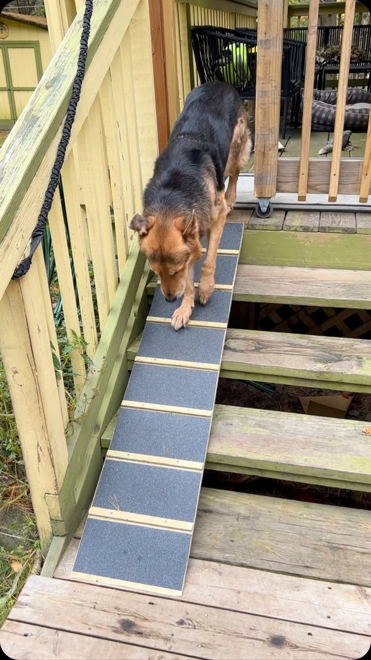 A black and tan dog walking down a textured ramp installed on wooden deck stairs.