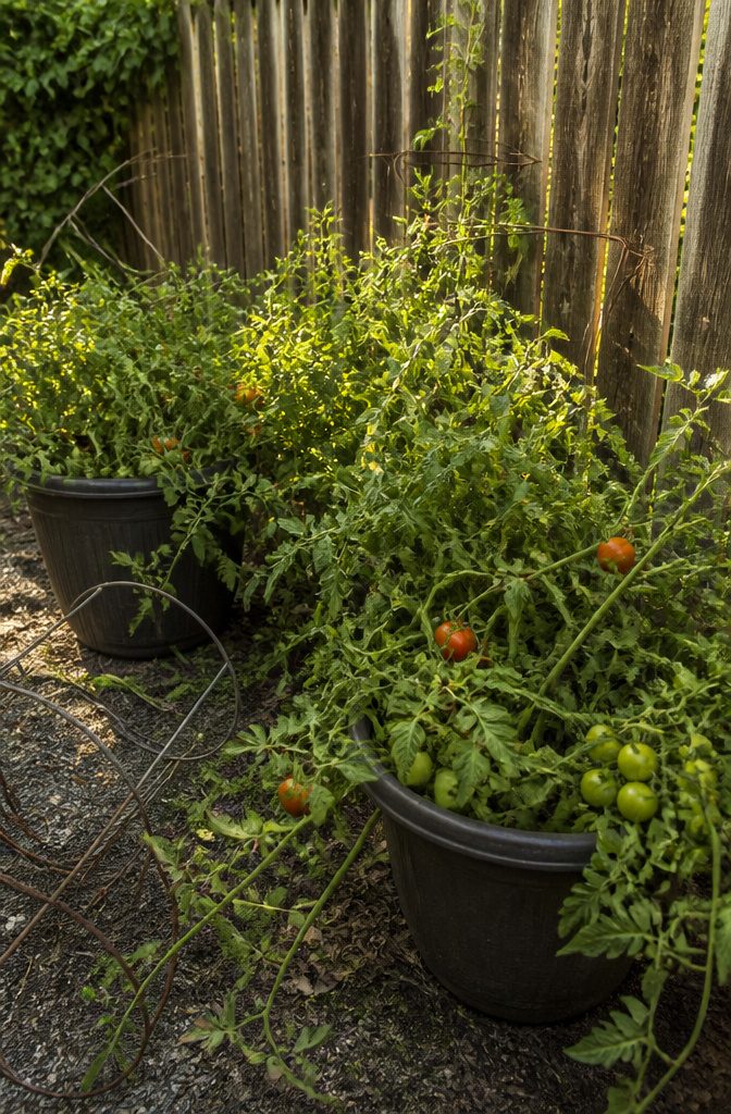 Tangled tomato plants spilling over their containers.