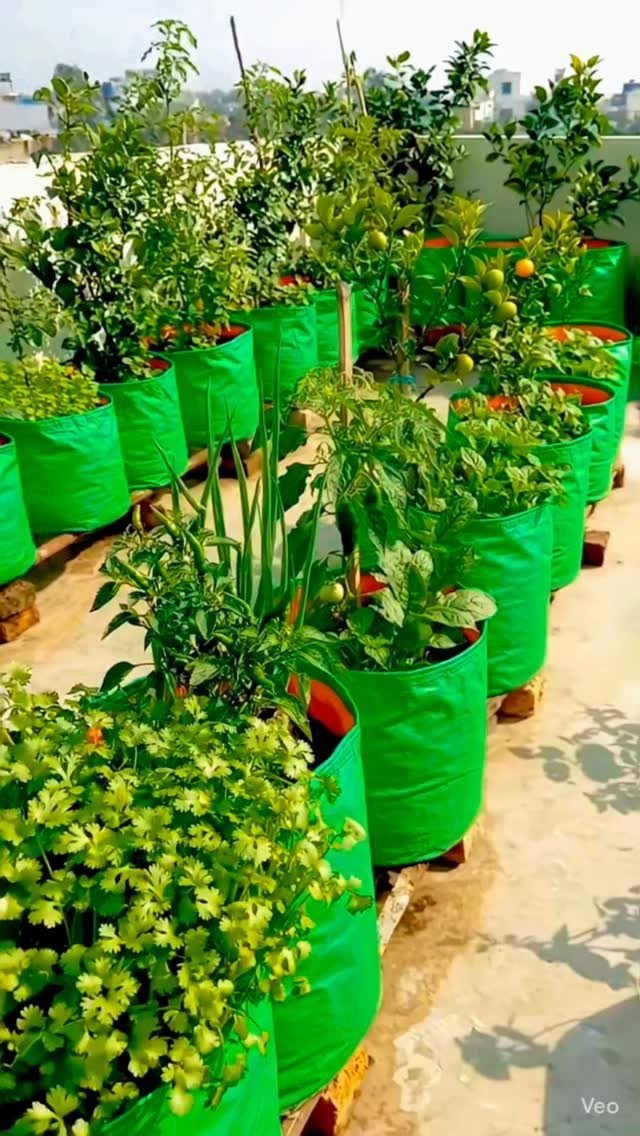 Green fabric grow bags containing various leafy plants and citrus trees on a sunny rooftop.