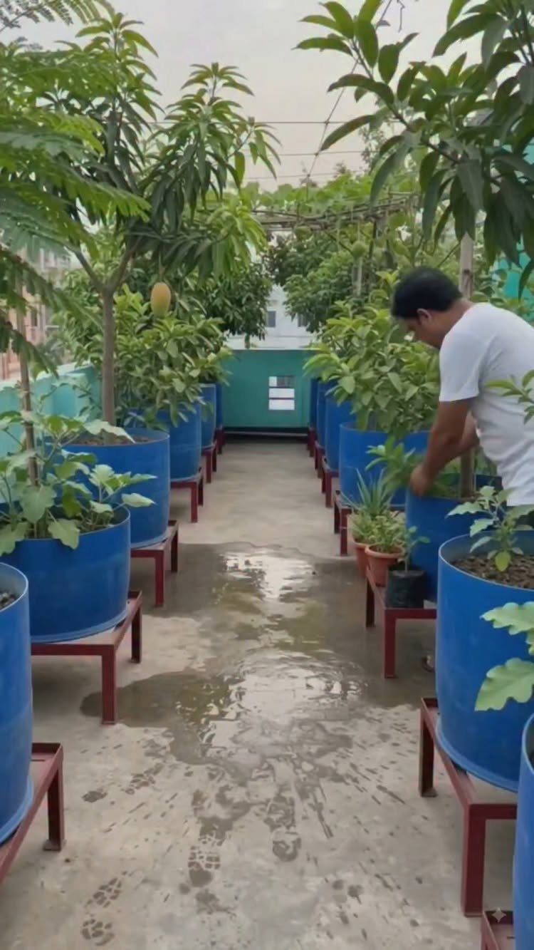 Man tending to rows of large blue planters containing green plants on a narrow walkway.
