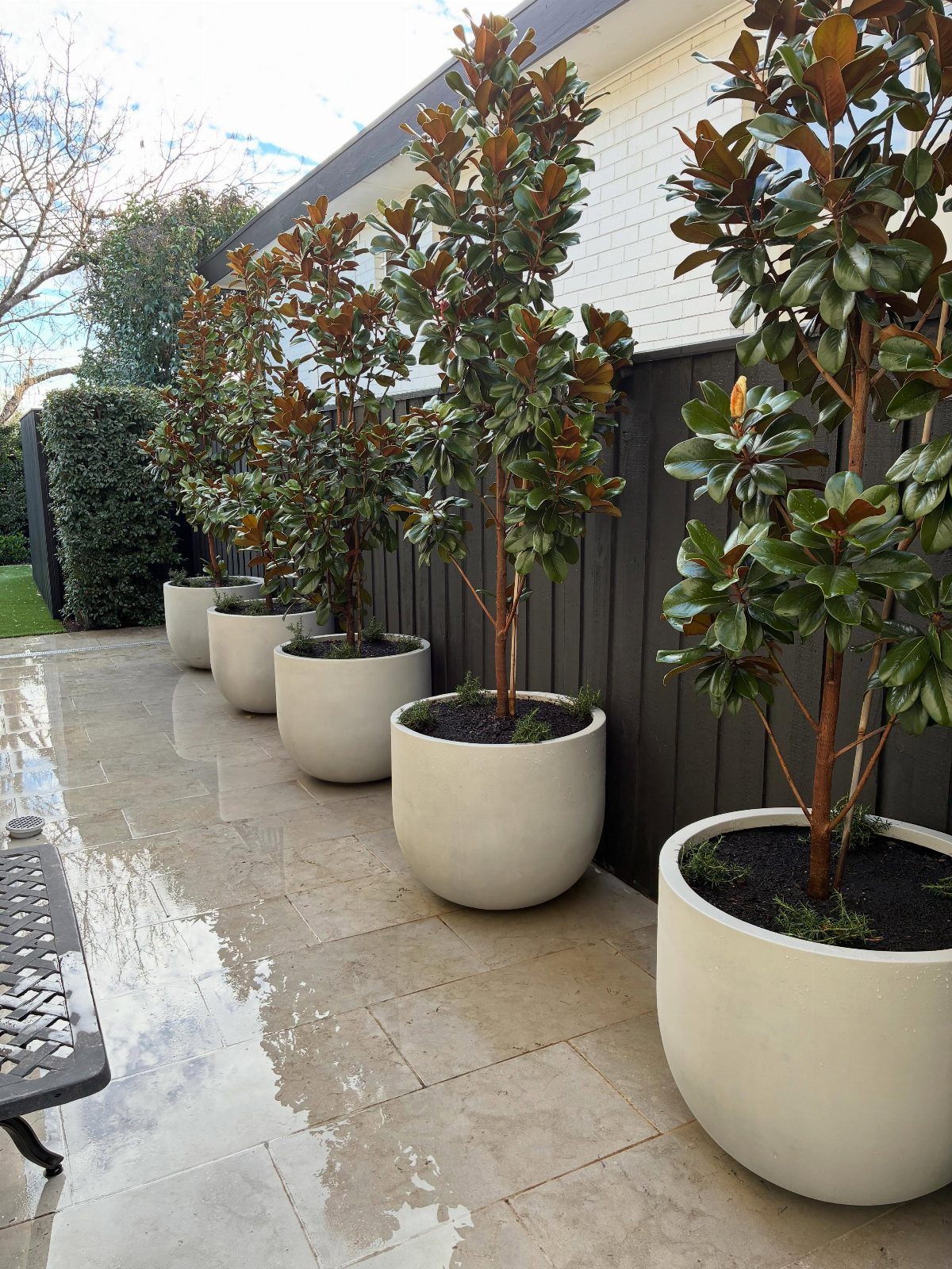 Four large grey concrete planters containing tall leafy trees lined up along a dark fence.