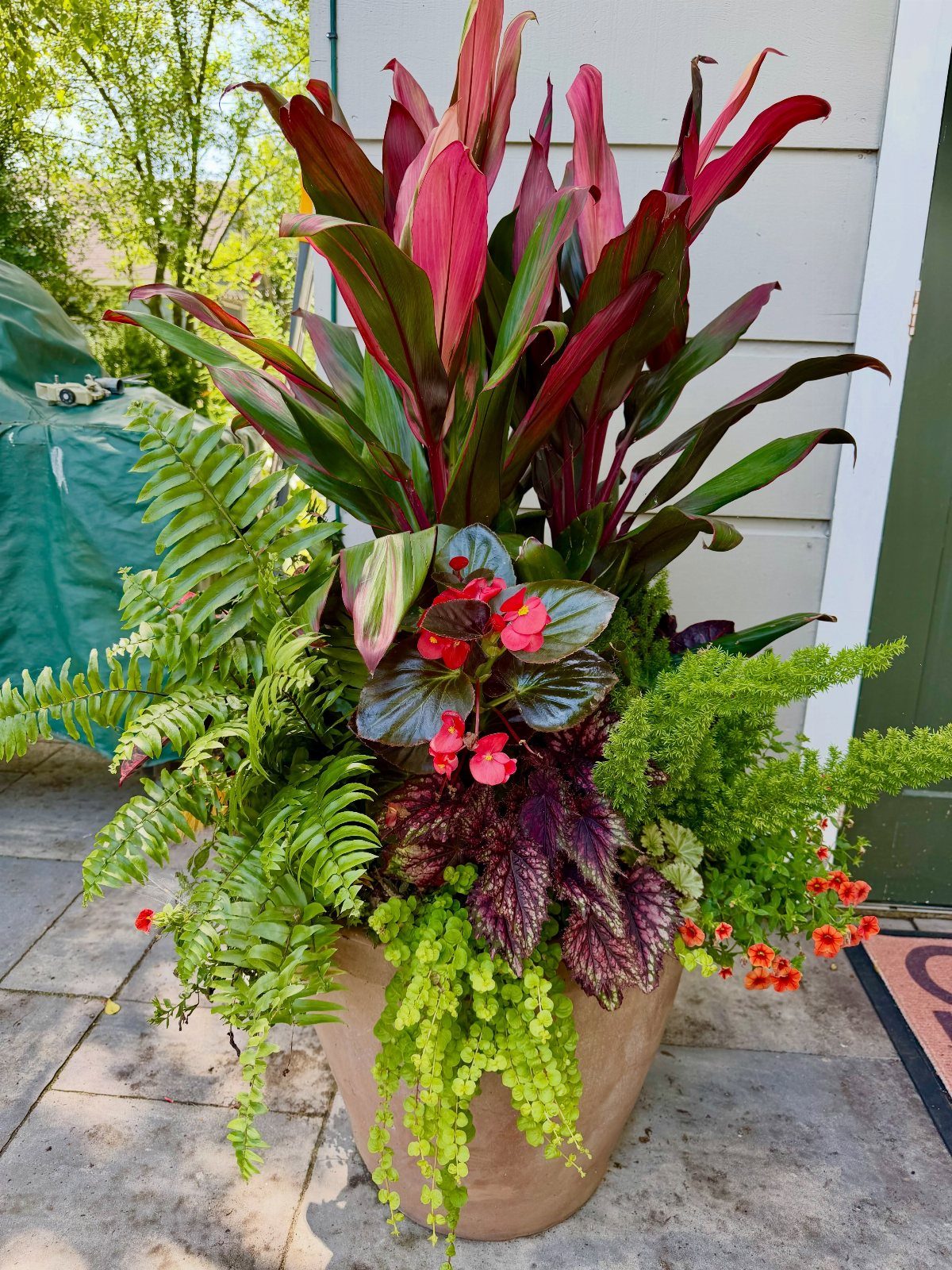 A large terracotta pot filled with colorful Ti plants, ferns, and coleus on a patio.