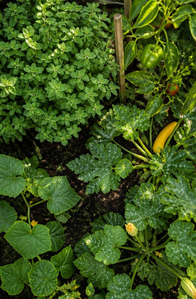 Herb Companion Planting Guide: Which Herbs Grow Well Together 5 Oregano plants growing alongside other vegetables in a garden.