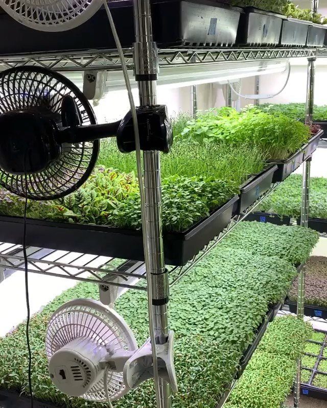Green herbs growing in black trays on metal shelves with small fans for airflow.