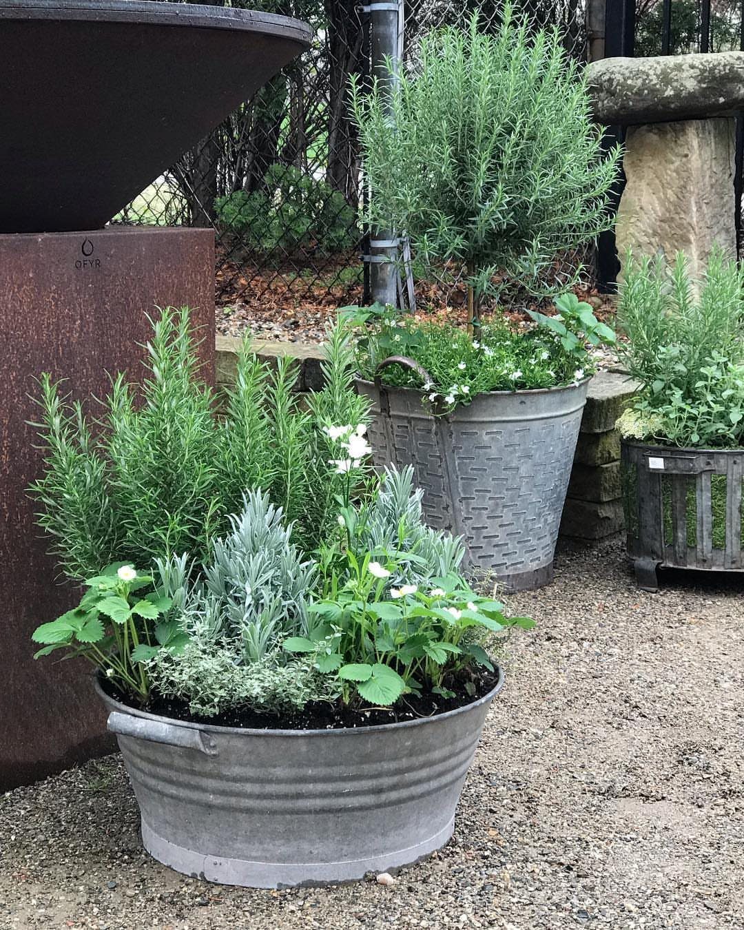 Green herbs growing in various metal and plastic containers on a gravel garden path.