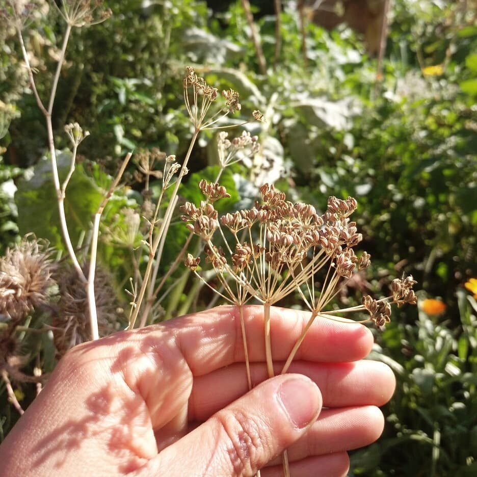 A hand holds a dried, brown flowering seed head in a sunny garden.