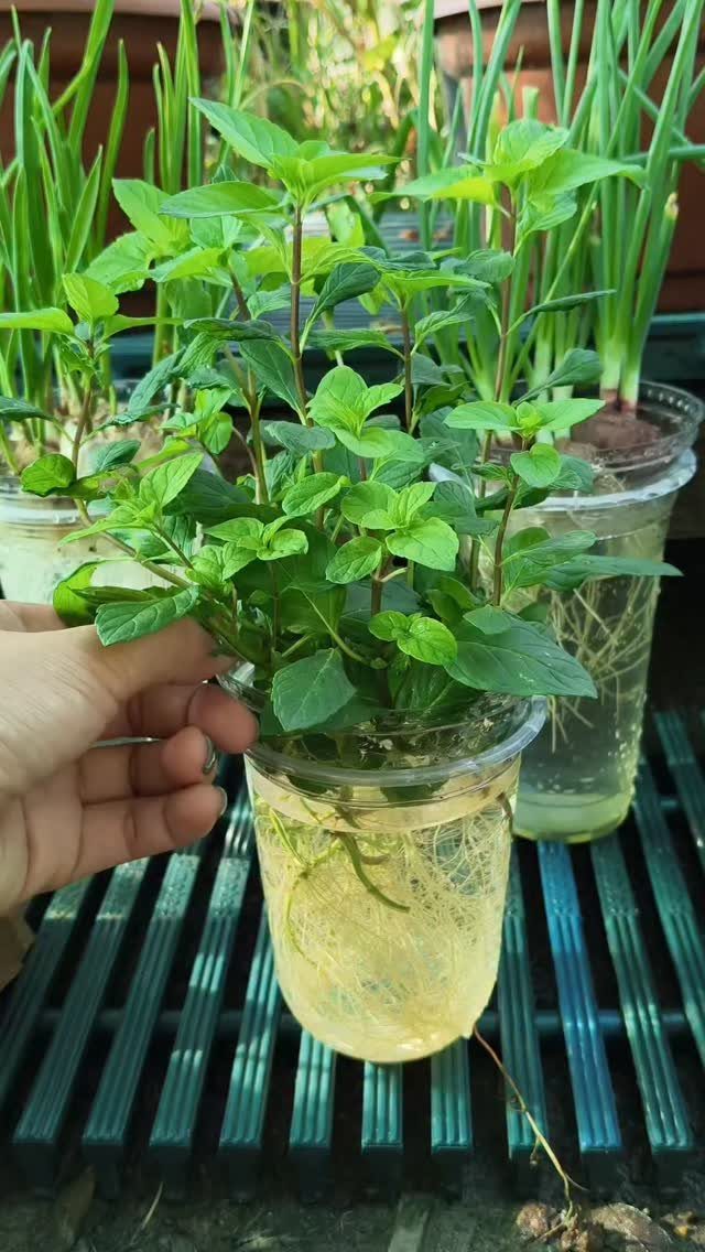A hand holds a clear plastic cup of mint plant with visible roots growing in water.