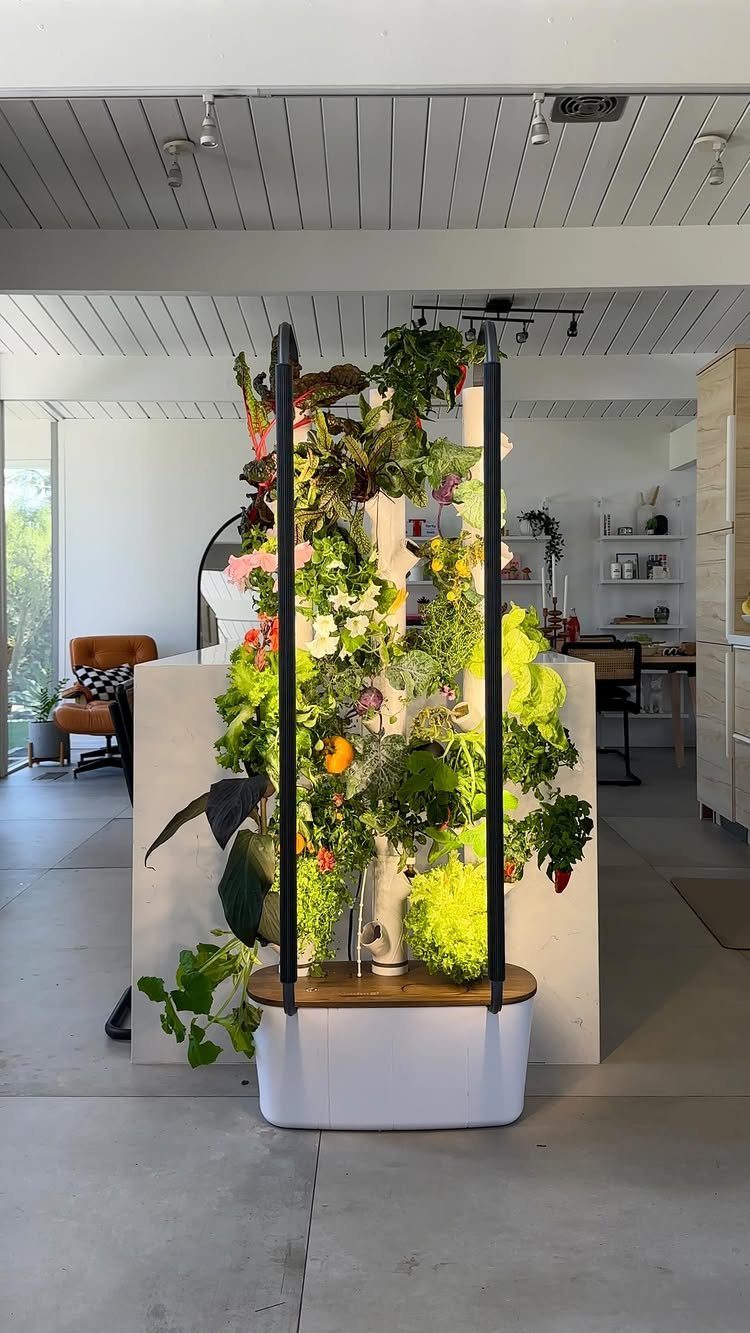A vertical hydroponic tower growing lush green herbs and leafy plants inside a modern home.