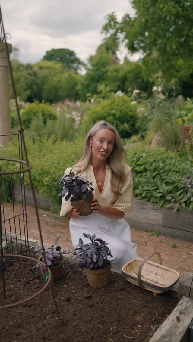 A woman kneeling in a garden bed holding a small potted plant with dark purple leaves.