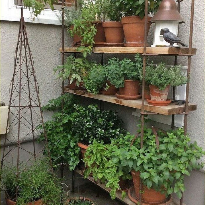 Green herbs growing in terracotta pots on a multi-tiered metal shelf outdoors.