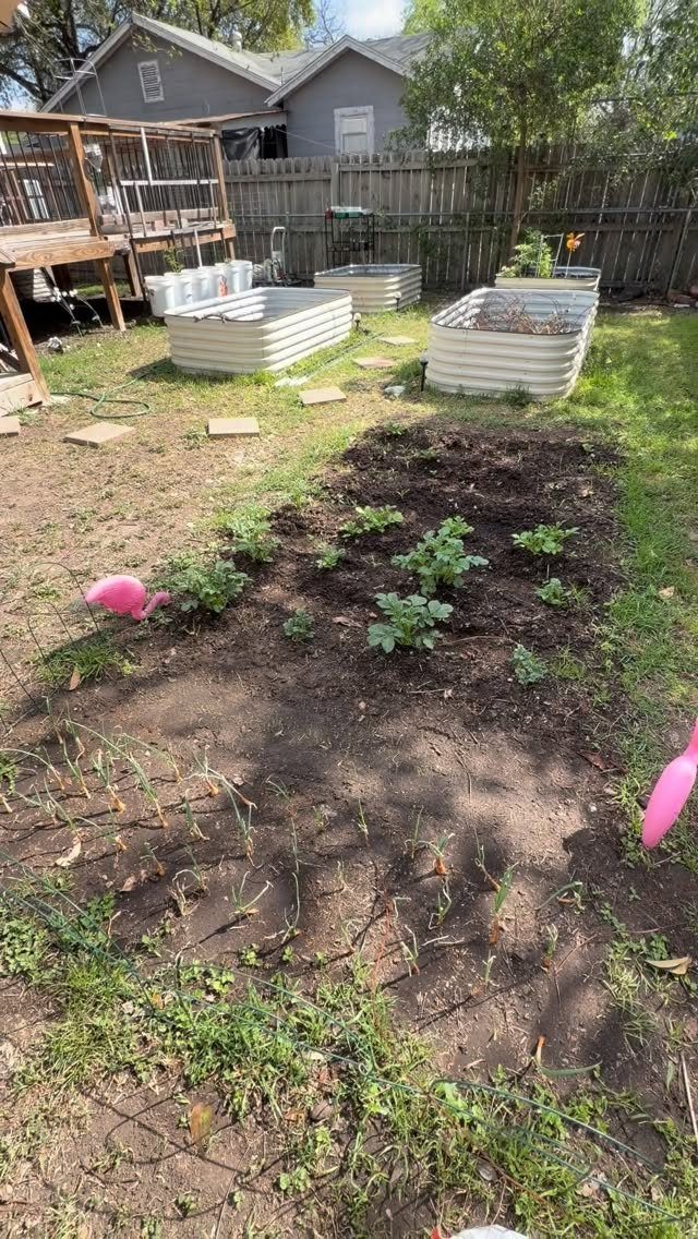 Small green plants growing in a rectangular patch of dark soil in a backyard garden.