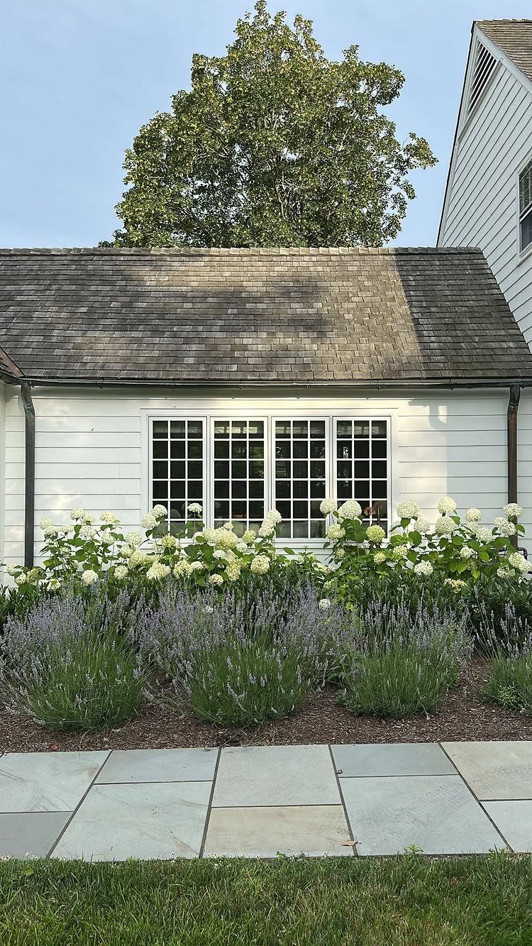 White hydrangeas and purple lavender plants growing in a garden bed before a white house.