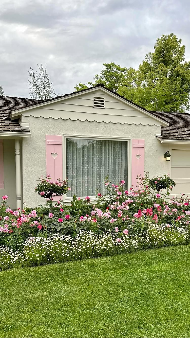 Pink roses blooming in a garden bed in front of a white house with pink shutters.