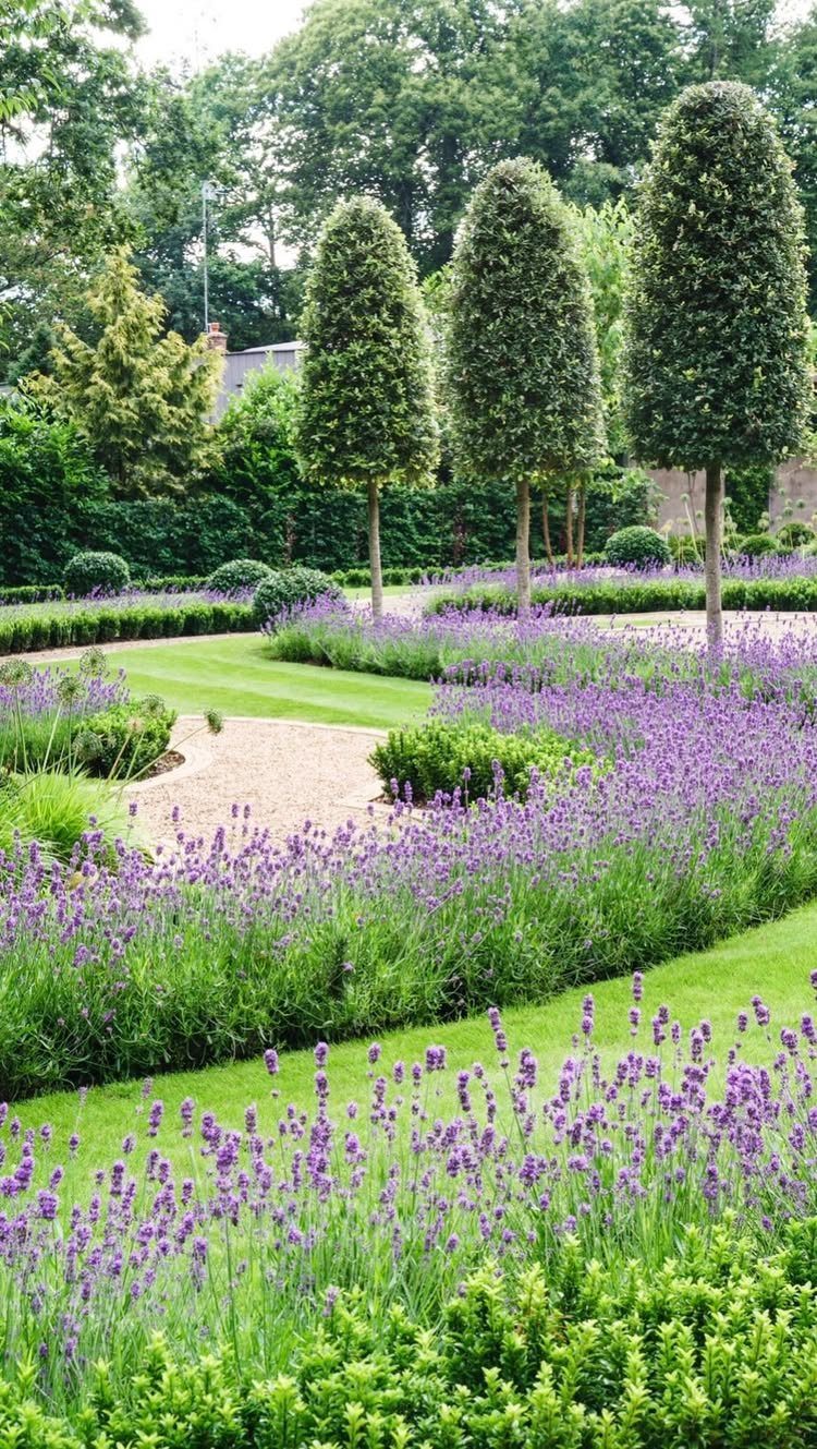Manicured garden with purple lavender rows, green lawn paths, and tall egg-shaped topiary trees.