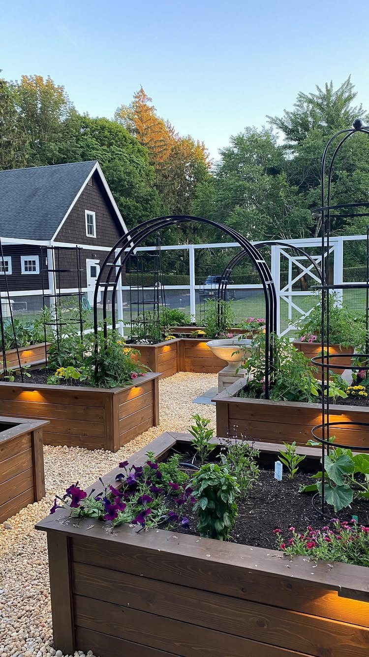 Wooden raised garden beds with green plants and purple flowers arranged on a gravel path with metal arches.