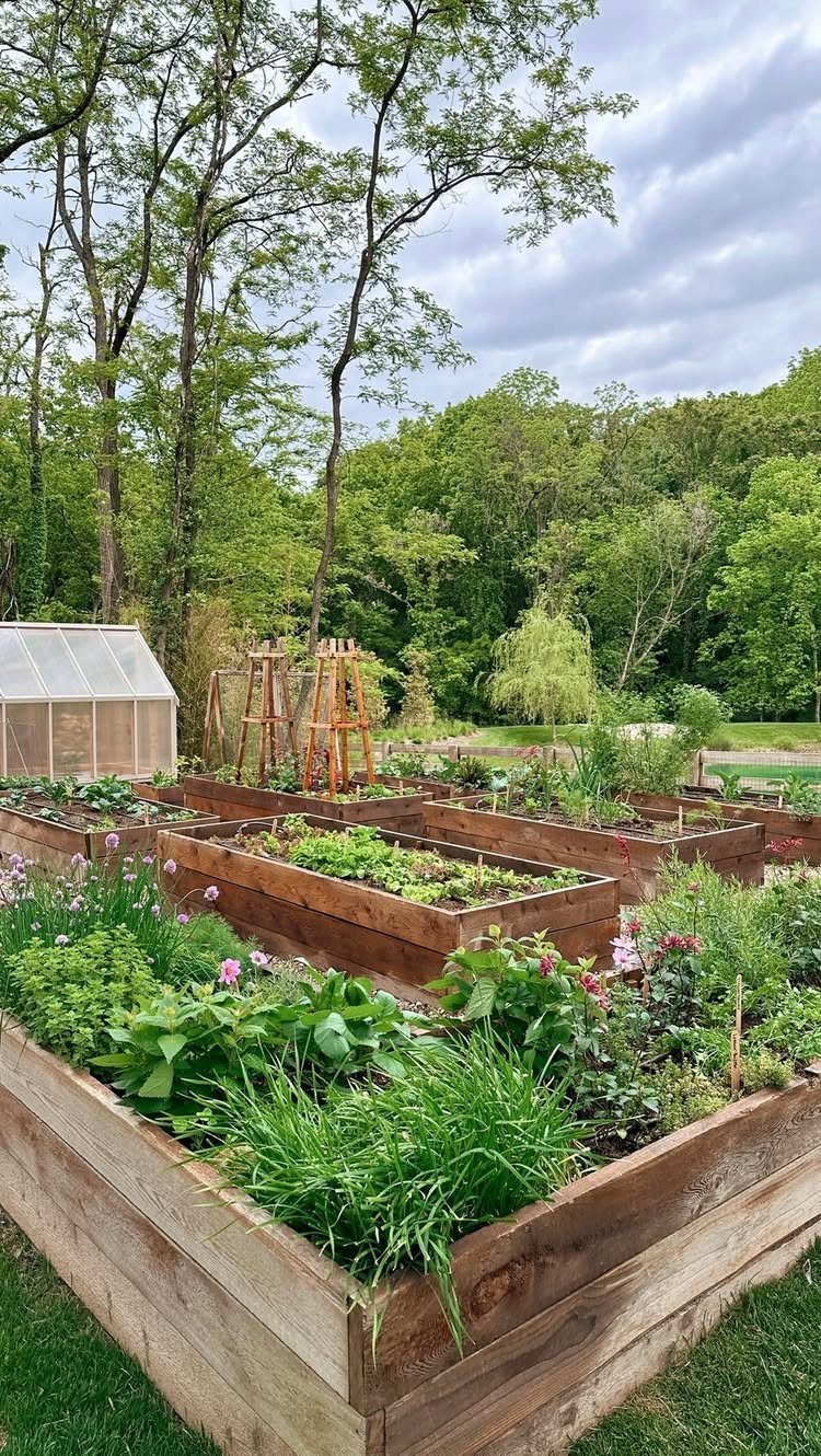 Wooden raised garden beds filled with lush green plants and flowers in a backyard garden setting.