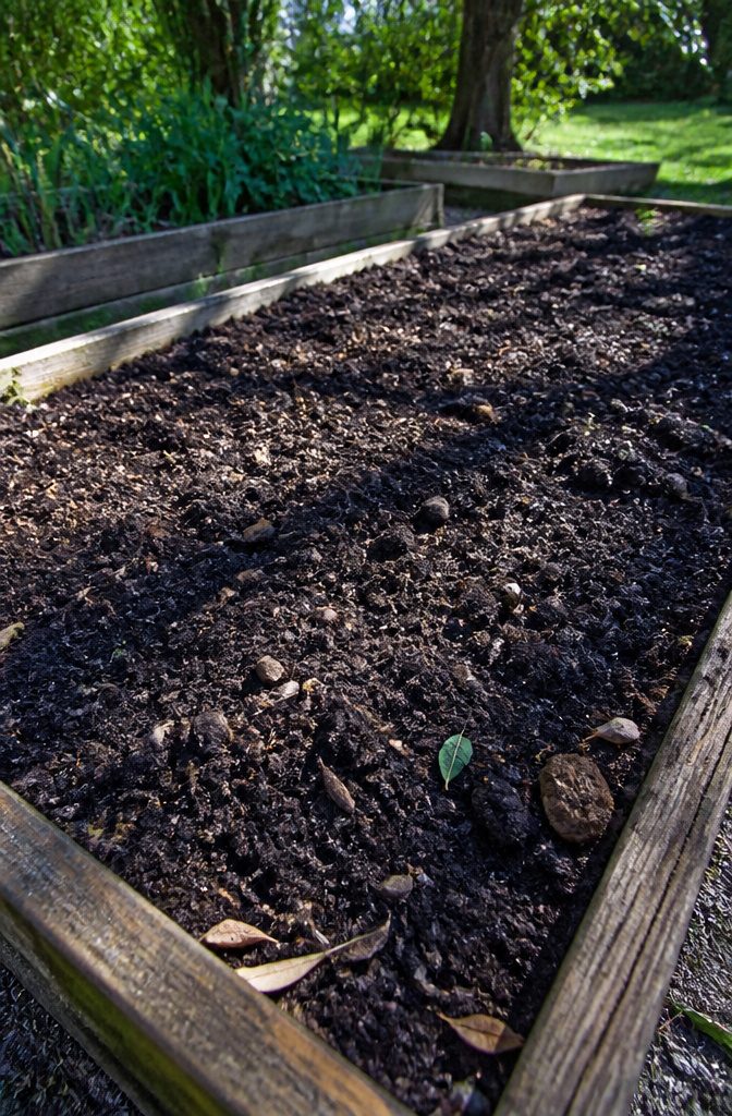 A vibrant patch of dark soil prepared for garlic planting.