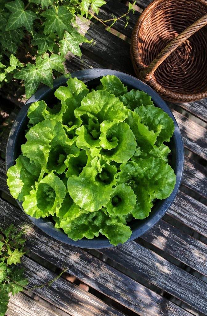 Container with leafy green lettuce in a plastic pot.