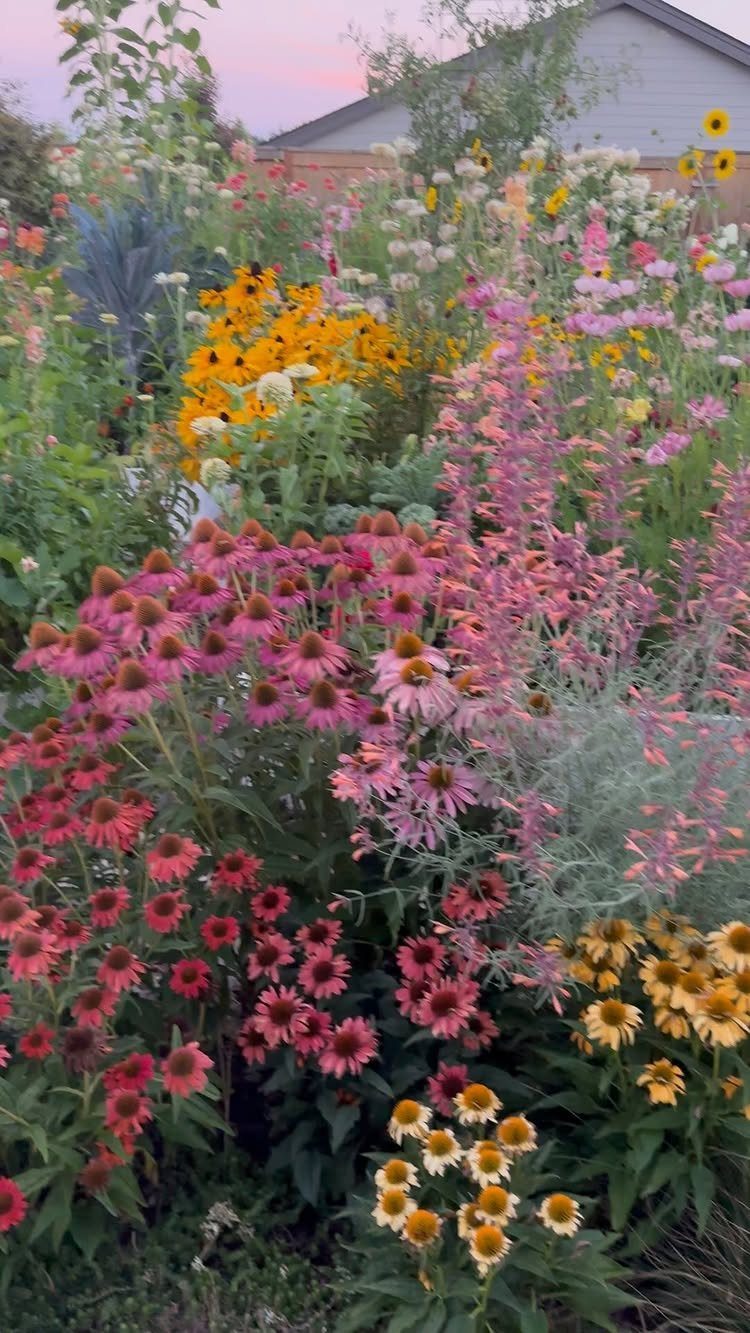 Pink coneflowers and yellow black-eyed Susans blooming together in a dense, colorful garden bed.
