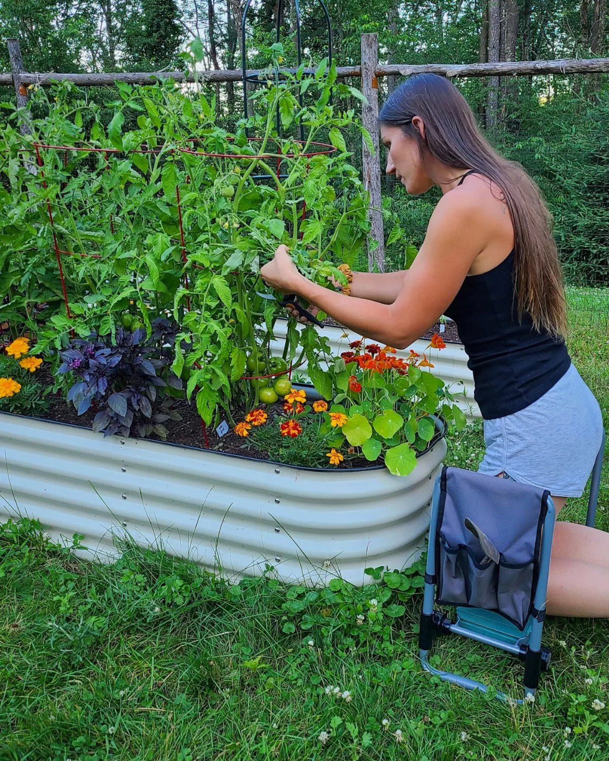 A woman gardening in a raised bed filled with tomato plants, purple basil, and orange flowers.